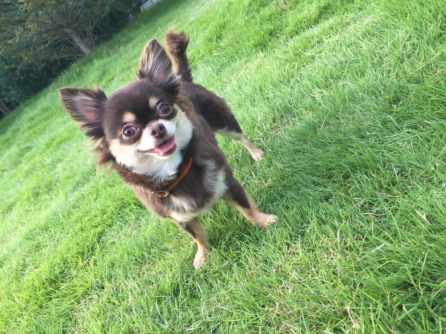 ショコラ（画像提供：所属事務所）