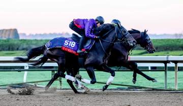 【BCスプリント】テーオーエルビス 米G1連勝へ抜群の動き 高柳大師「本当にすごくいい」 11番ゲートも歓迎