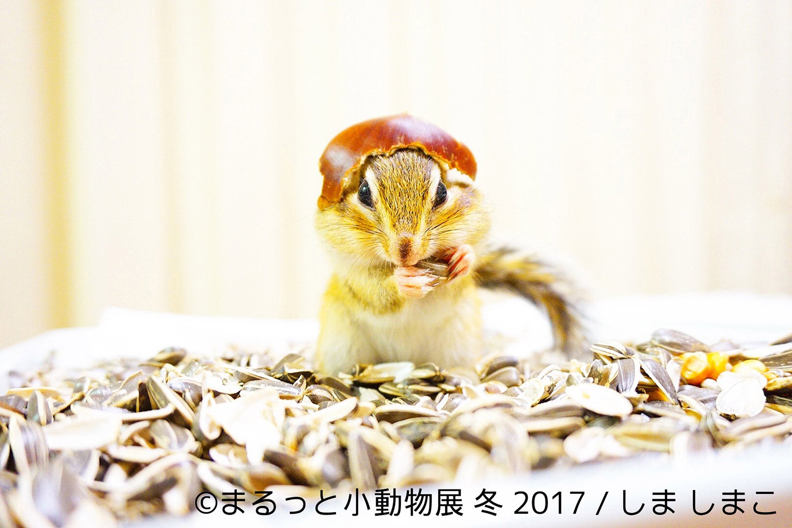 「まるっと小動物展 冬 2017」／画像提供：株式会社BACON