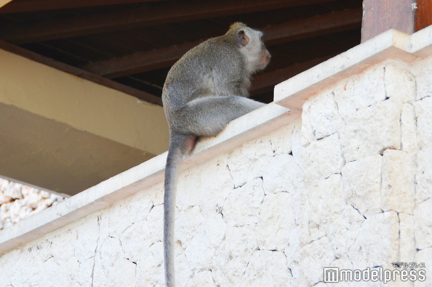 ウルワツ寺院では野生の猿に会えます（C）モデルプレス