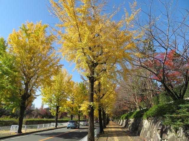 見事な紅葉に感動…♡