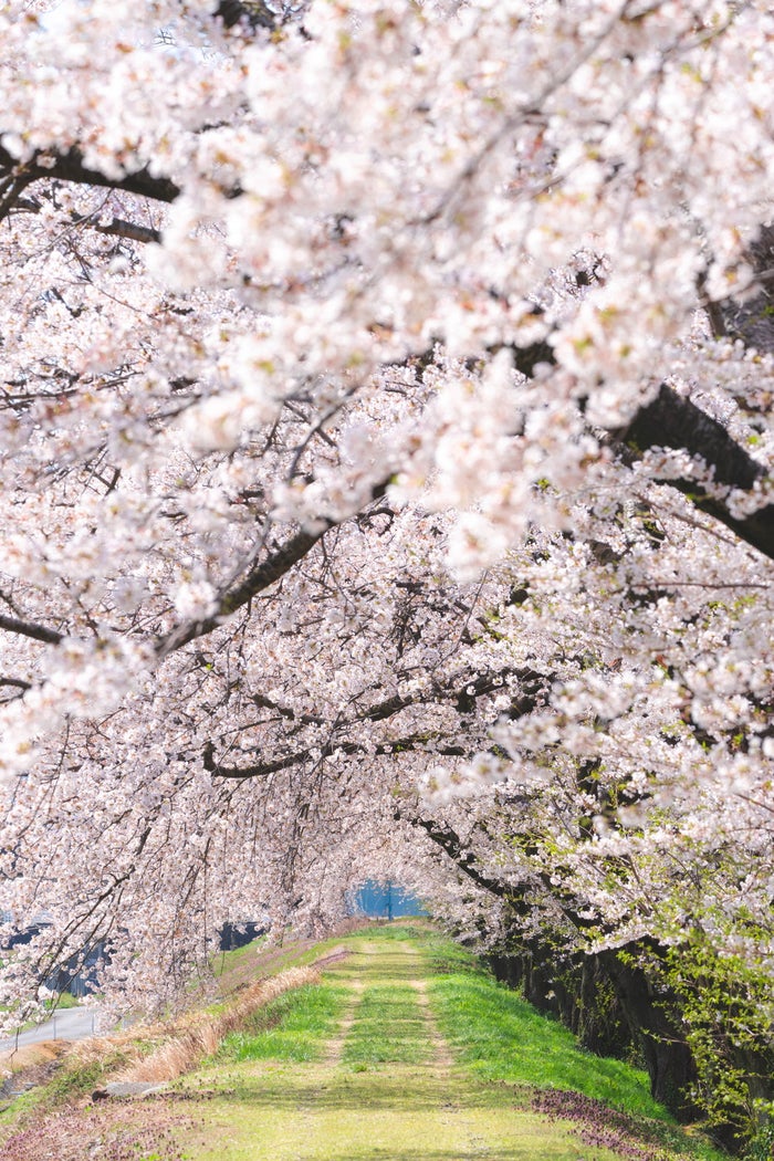 舟川べり桜並木／提供画像