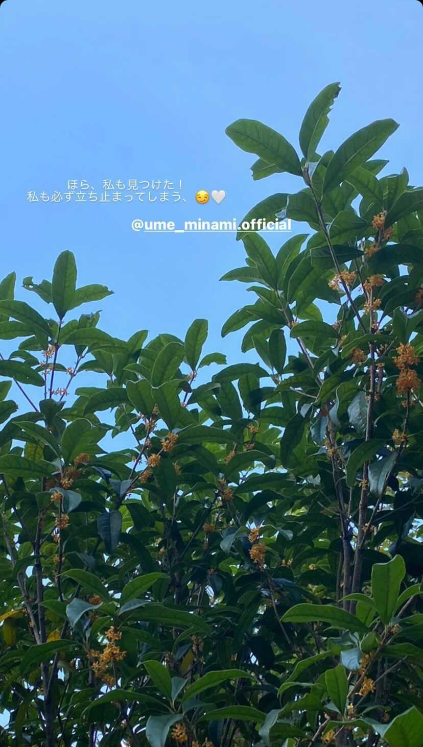 大園桃子さんInstagramストーリーズより 