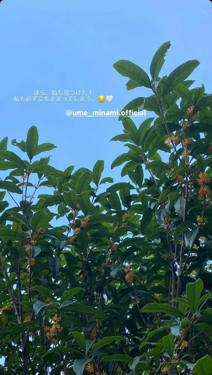 大園桃子さんInstagramストーリーズより