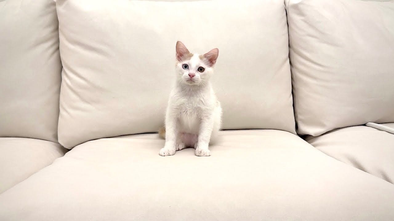 もちまる日記が保護した子猫の緊急手術を報告