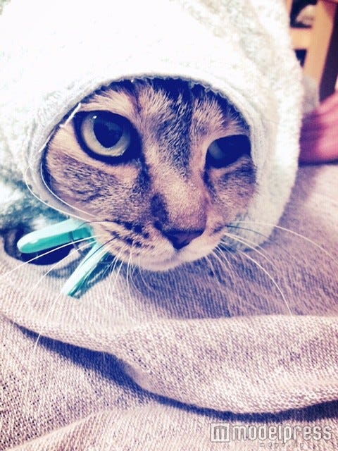 佐藤健から届くほんわかlineが癒される 愛猫の キャベツ巻き に かあいい モデルプレス 佐藤健から届くほんわかlineが癒される 愛猫の キャベツ巻き に かあいい モデルプレス