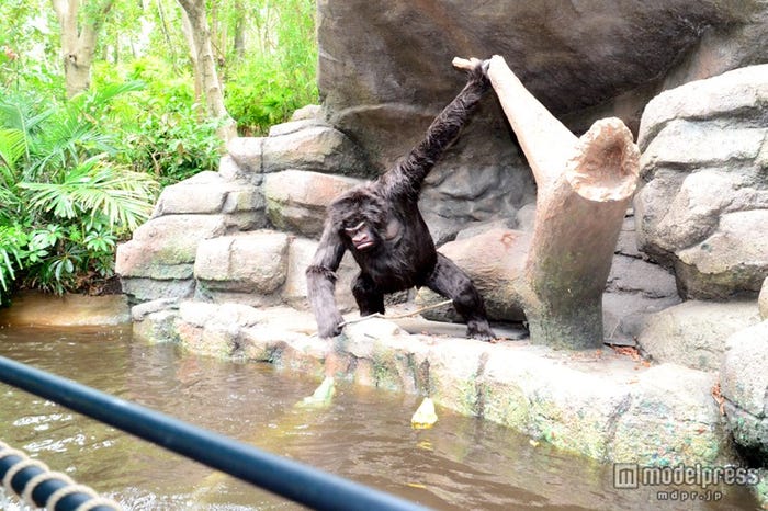 「ジャングルクルーズ:ワイルドライフ・エクスペディション」