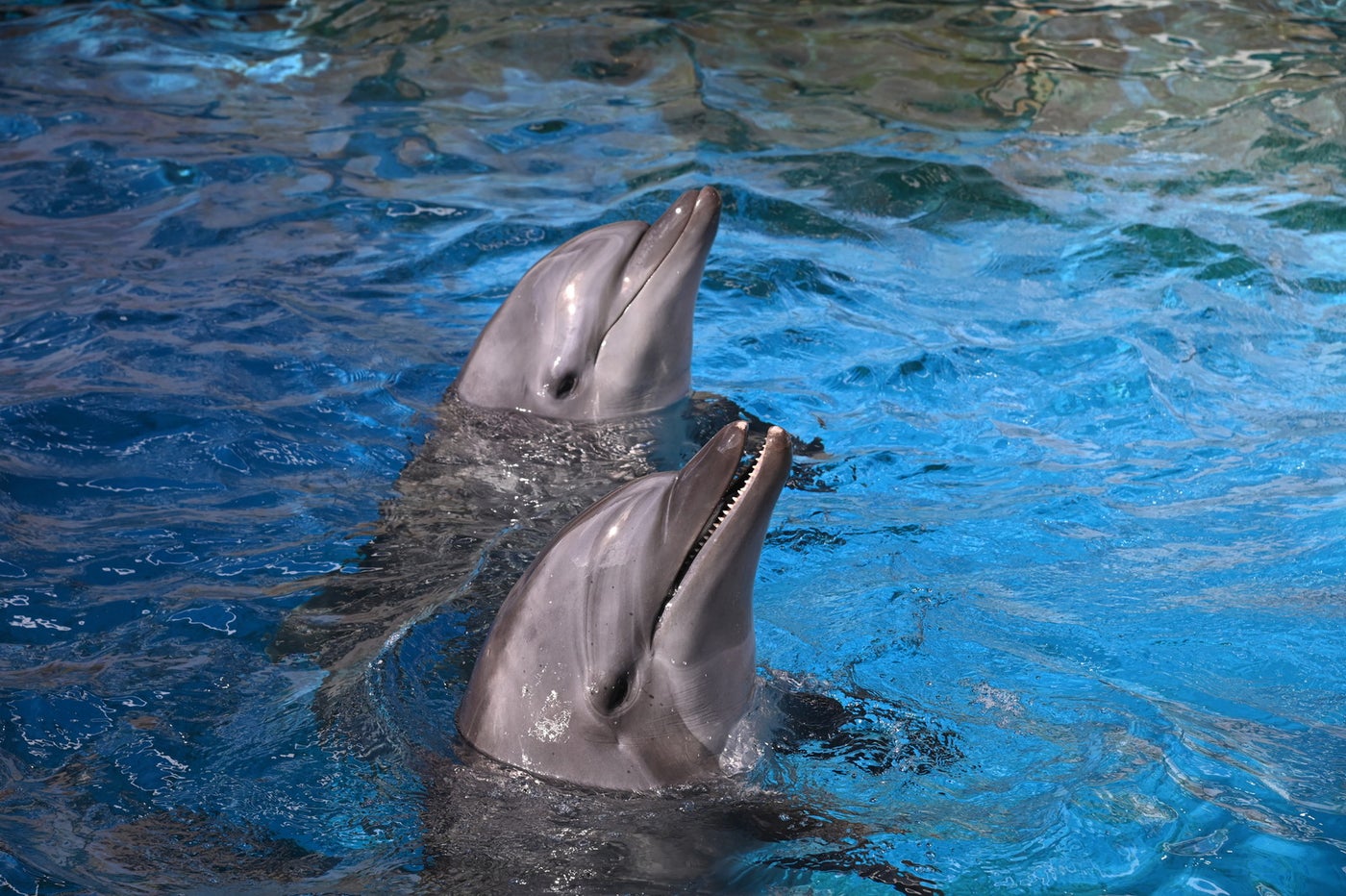 特設解説板 おせわだいありー（提供画像）