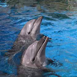 特設解説板 おせわだいありー(提供画像)