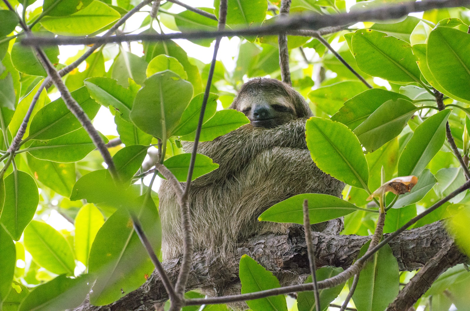 マイペースにも程がありません？「ナマケモノ系男子」の特徴5つ／photo by ぱくたそ