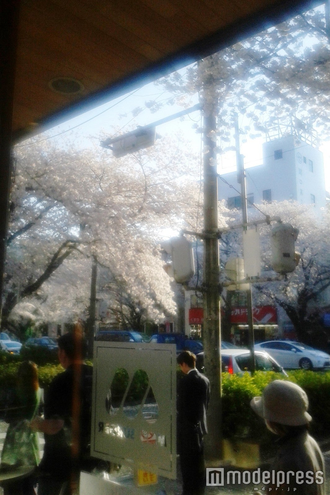 桜の名所「大学通り」に位置するモスバーガー「国立店」／画像提供：モスフードサービス