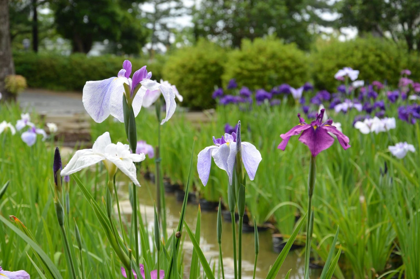 花菖蒲／画像提供：（一社）小田原市観光協会