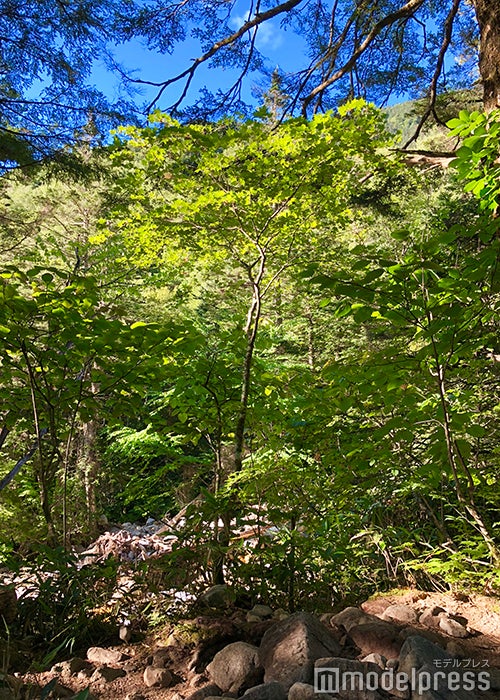 緑の葉っぱに太陽の光が射し込み、美しい眩しさを放つ樹林帯（C）モデルプレス
