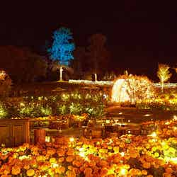 ライトアップの様子/提供画像