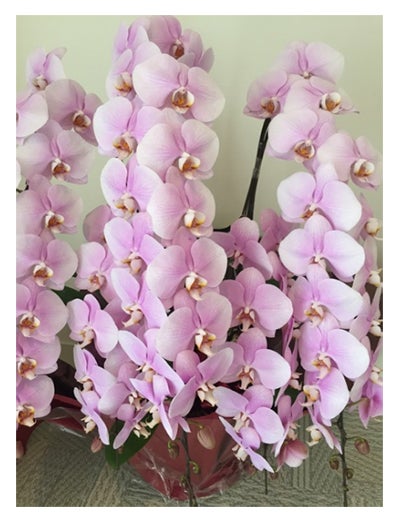 小林麻央オフィシャルブログ（Ameba）より