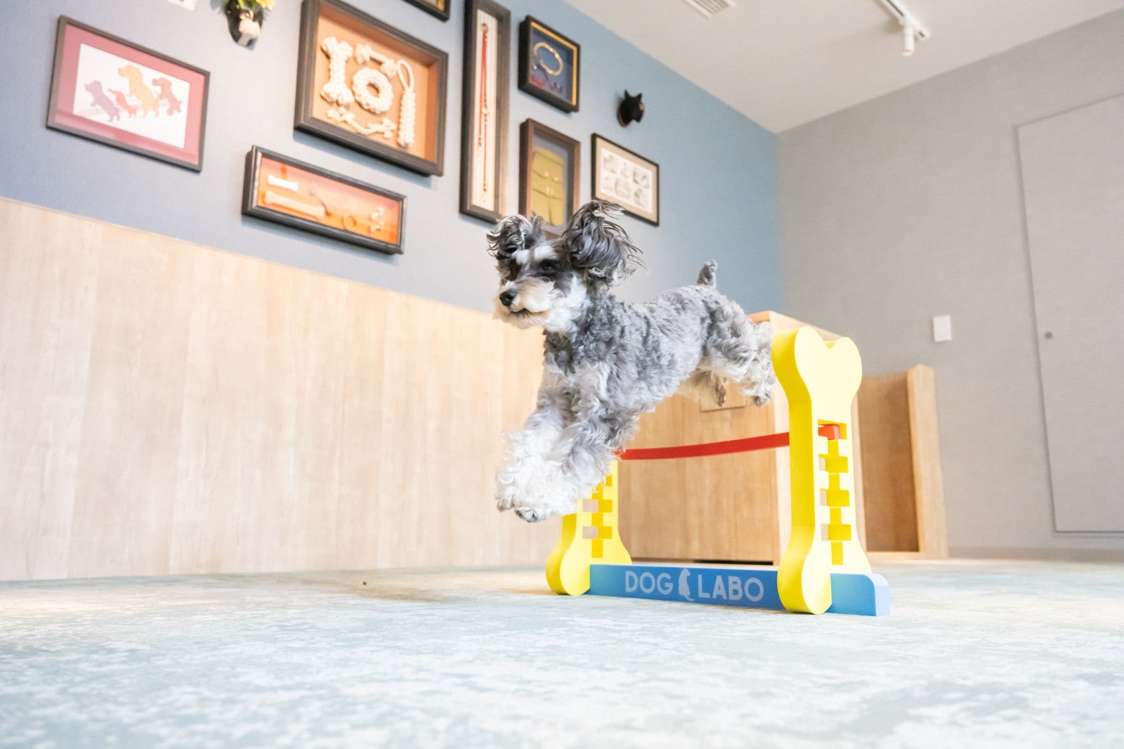 hotel anddoggy京都二条／提供画像