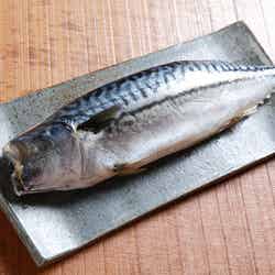 もの凄い鯖/画像提供:TONTON