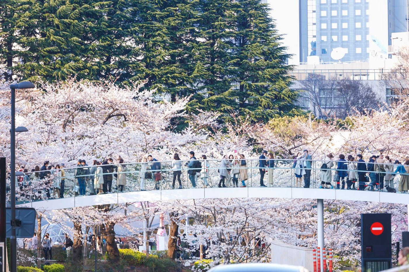 MIDTOWN BLOSSOM（昨年の様子）／画像提供：東京ミッドタウンマネジメント株式会社