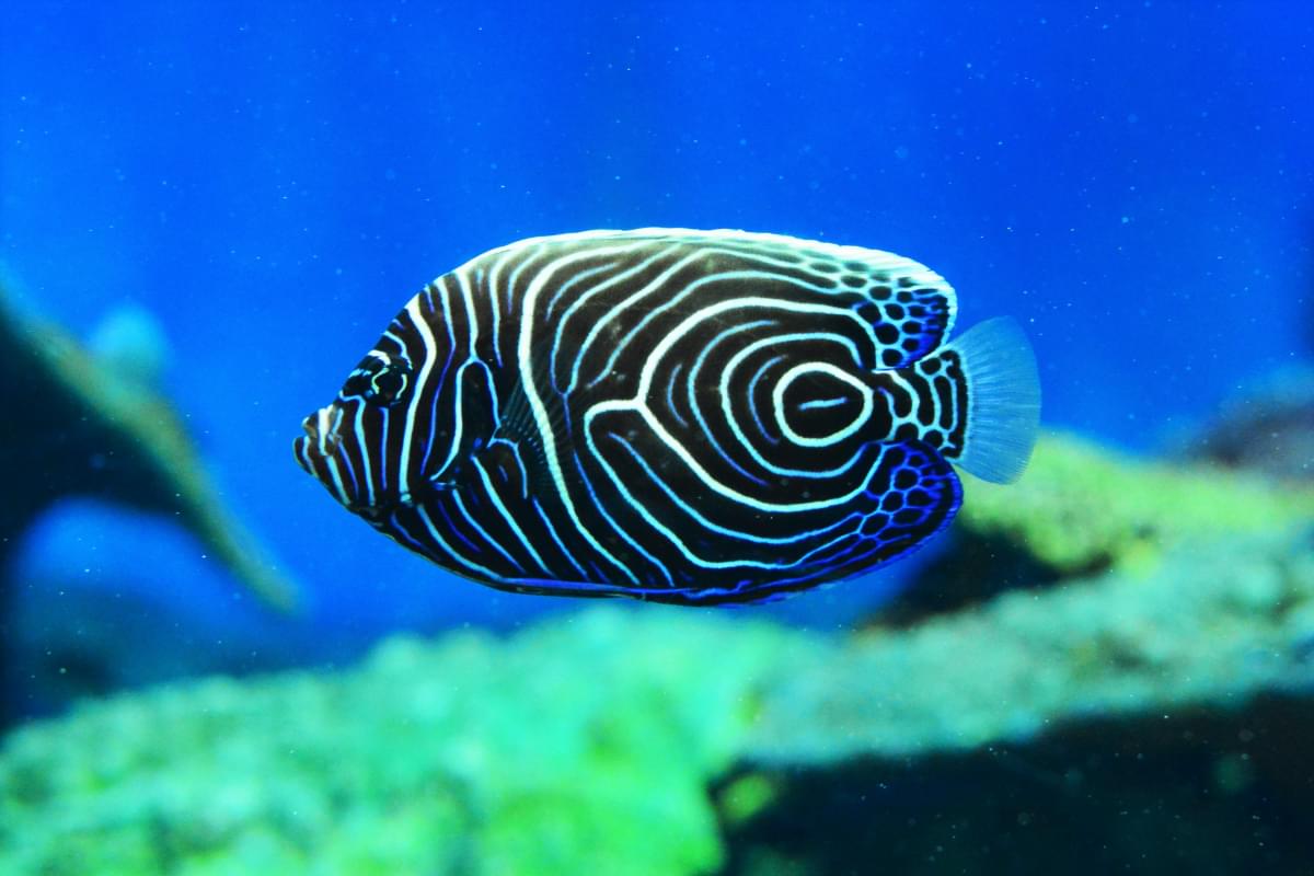 タテジマキンチャクダイ幼魚