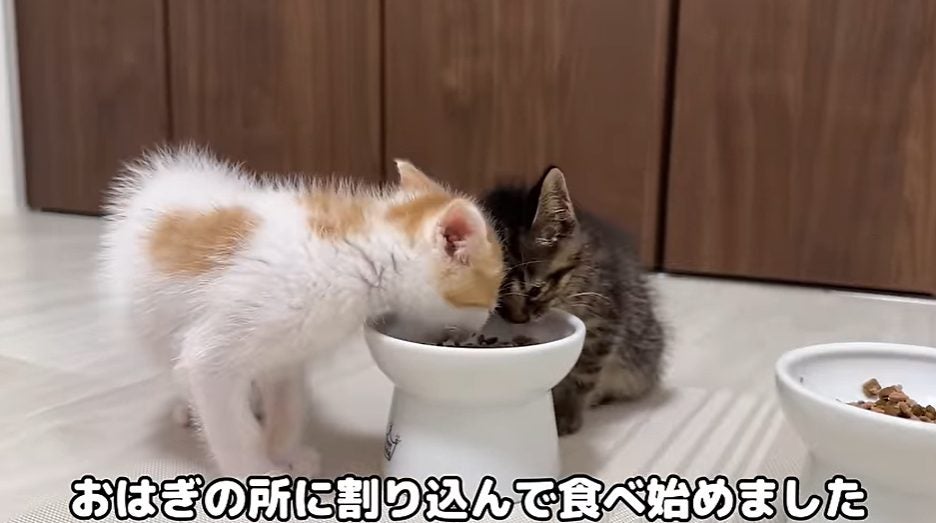 もちまる】茶太郎がおはぎのご飯を横取り！？子猫同士で押し合いに！！ - モデルプレス