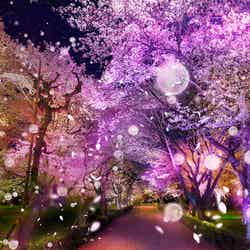 FLOWERS BY NAKED 2020 −桜− 世界遺産・二条城／画像提供：ネイキッド