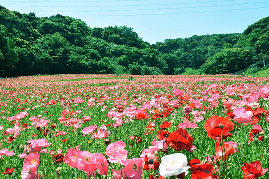 くりはま花の国ポピーまつり