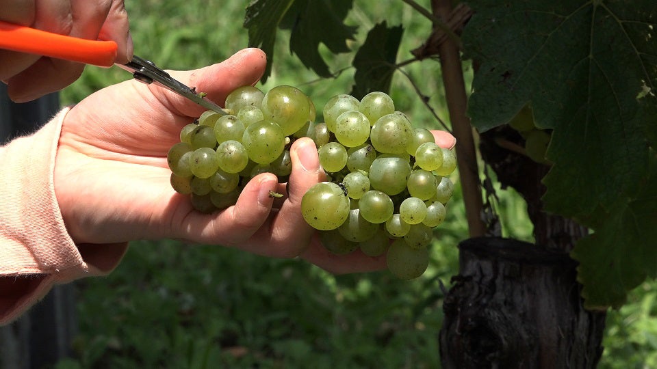 「セブンルール」27日放送回より（写真提供：関西テレビ）