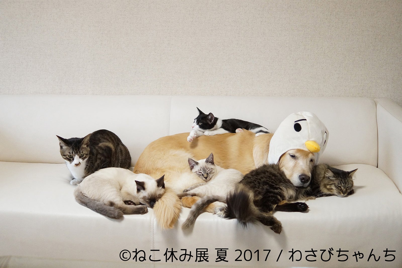ねこ休み展／画像提供：BACON