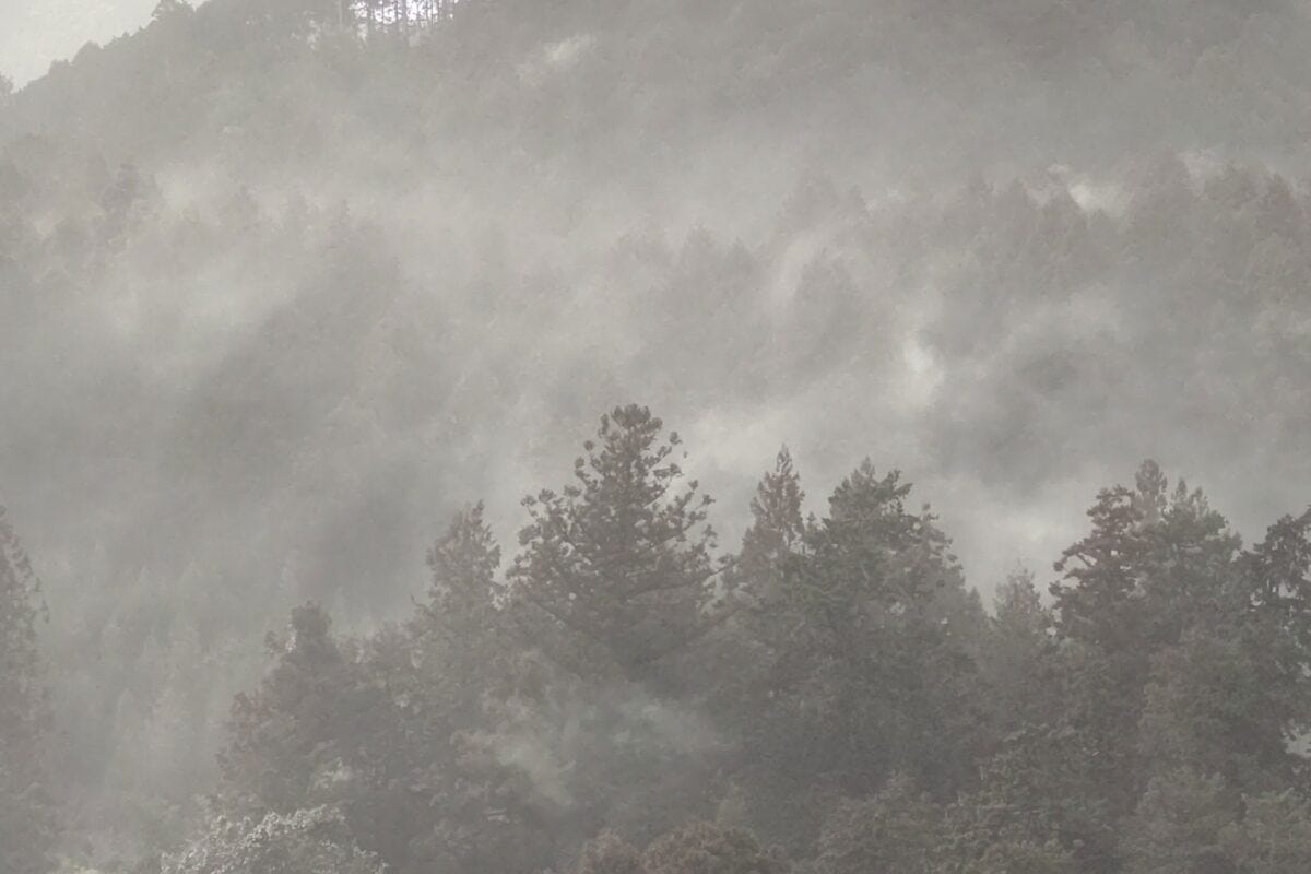 東京都青梅市の花粉