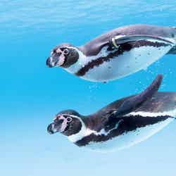 東京都葛西臨海水族園(提供画像)