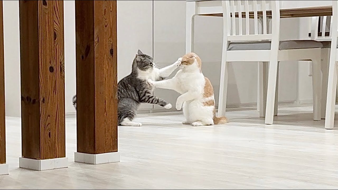 深夜に猫たちが喧嘩!?まさかの決着が可愛すぎる!