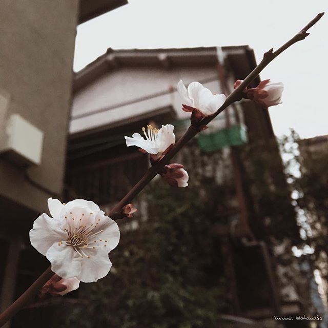 縁起のいいお花を集めました 和 洋まで飾るだけで幸せになれそうな花々をご紹介 モデルプレス