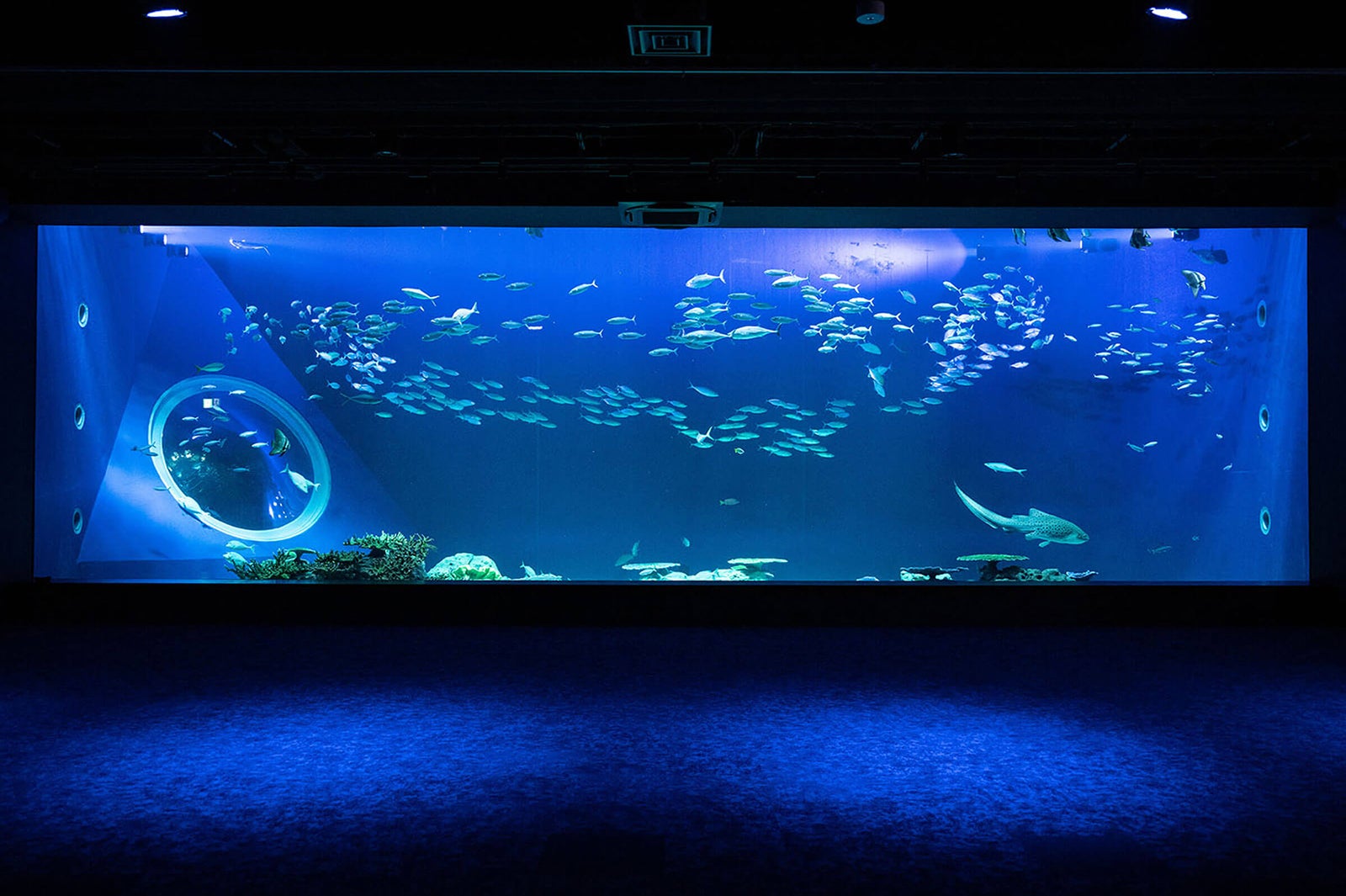 DMMかりゆし水族館（提供画像）