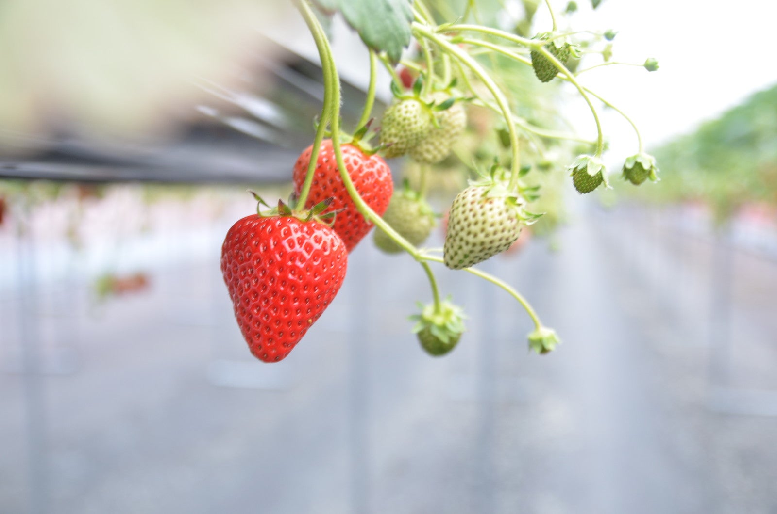 Teddy’s Strawberry Lab「いちごスイーツビュッフェ」／提供画像