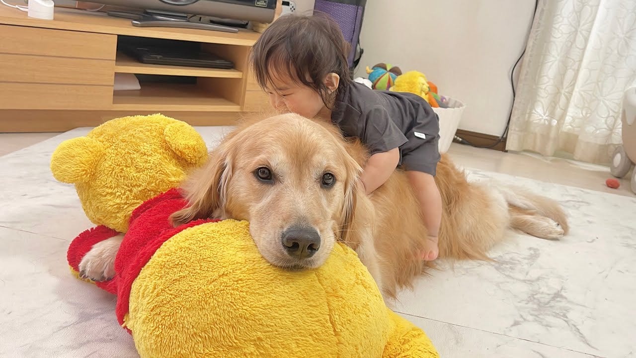 【ほっこり】1歳児の愛情表現を受け入れるゴールデンレトリバー