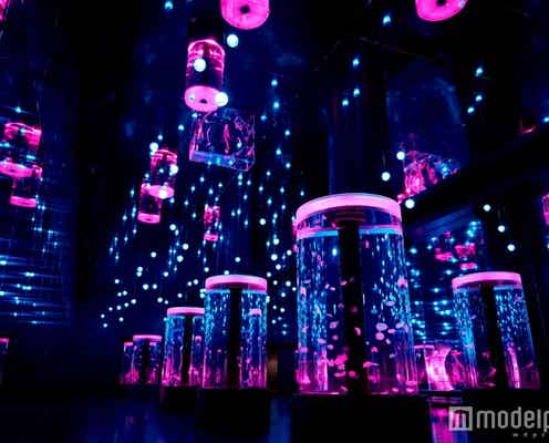 氷の世界のクラゲ水槽に桜が舞う、幻想的な水族館で春を体感