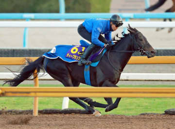 ディープモンスターがマーカンドとの新コンビでカタールG2アミールT参戦へ