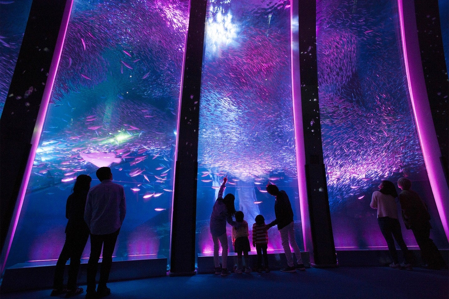 八景島シーパラダイス「SAKURA ISLAND 2018」開宴　イルカのナイトショーも