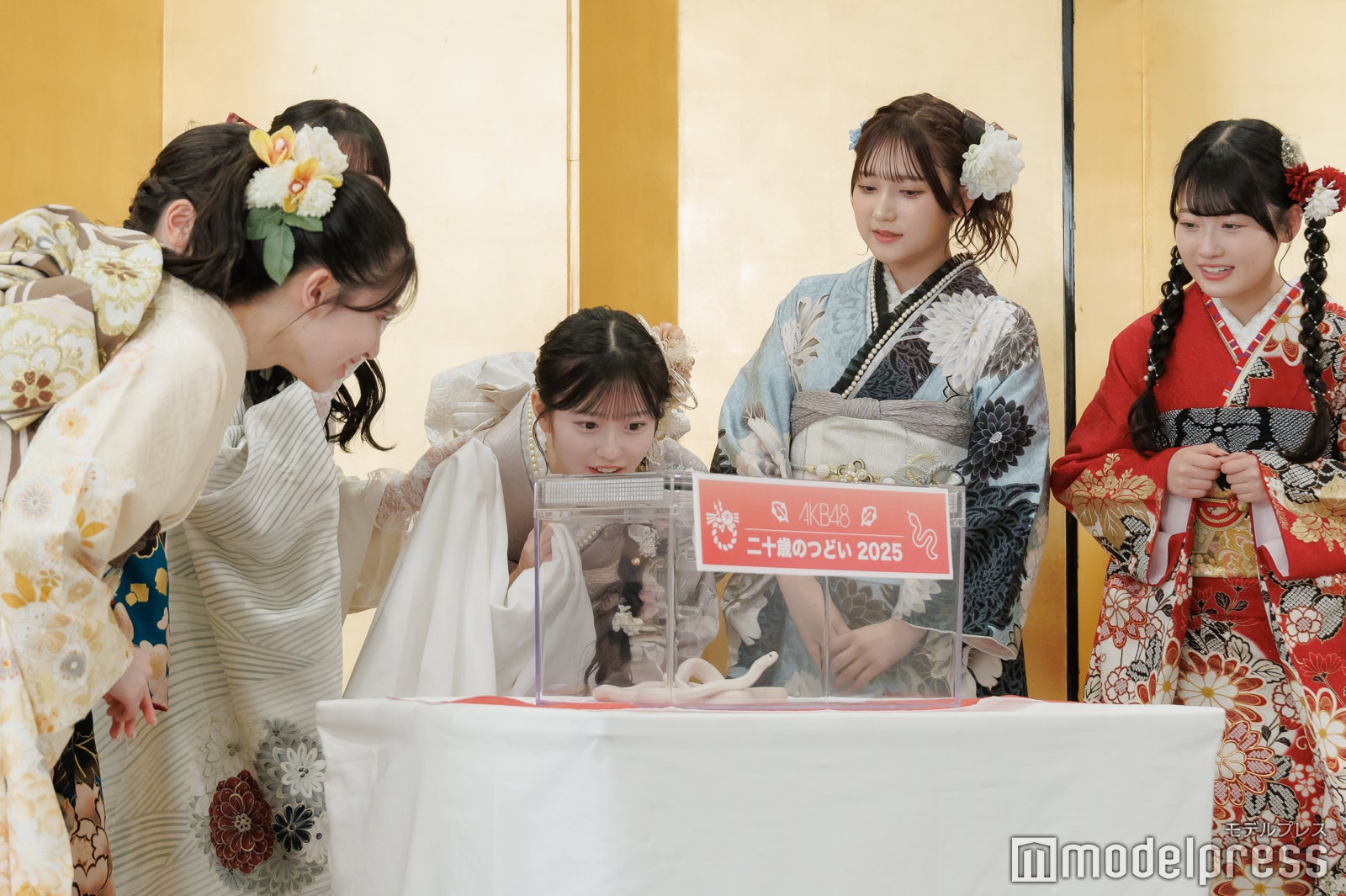 ハクさんをまじまじと見つめる一同（C）モデルプレス