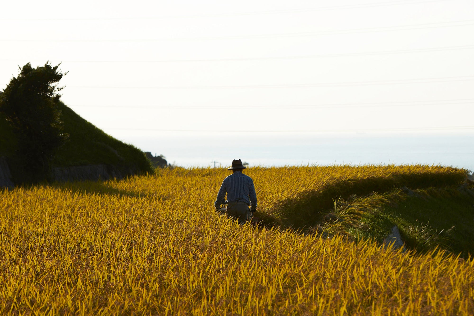 海を見下ろせる棚田