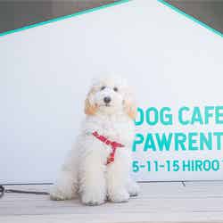 Dog Cafe Pawrentime（提供画像）
