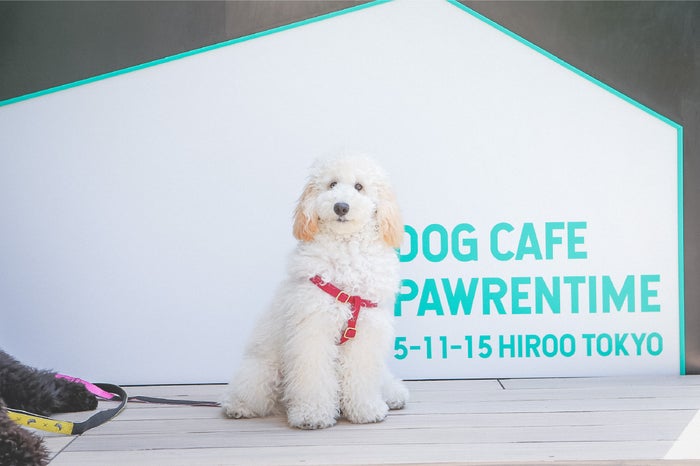 Dog Cafe Pawrentime（提供画像）