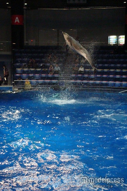 「エプソン 品川アクアスタジアム」の「イルカパフォーマンス」／photo by Hyougushi