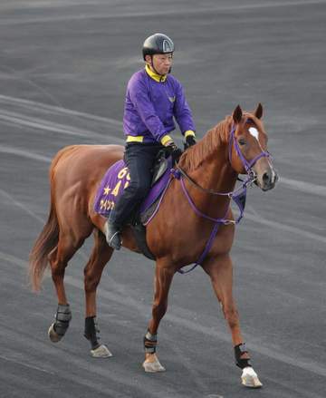 【キーンランドC】ウインカーネリアン 秋の大舞台へ好発進決める 鹿戸師「去年よりケイコをこなしているし、今年の方が状態はいい」