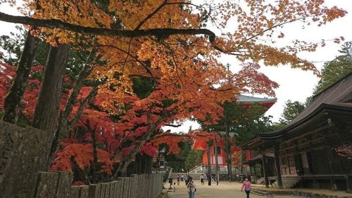 高野山・根本大塔と紅葉（2021年11月6日撮影）