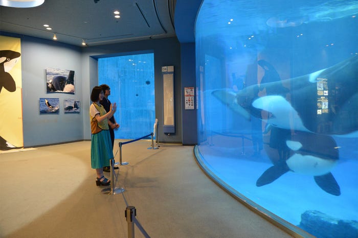 夜の水族館へ(C)2017「君の膵臓をたべたい」製作委員会 (C)住野よる/双葉社