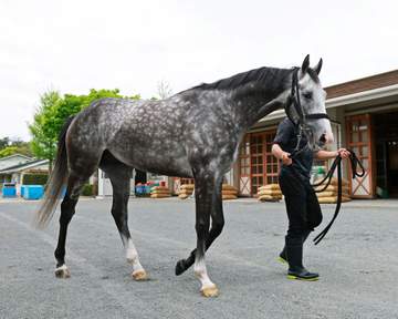 【天皇賞】アドマイヤテラ スタミナ自慢のステイヤーがG1初制覇へ Vデータ唯一の減点なし