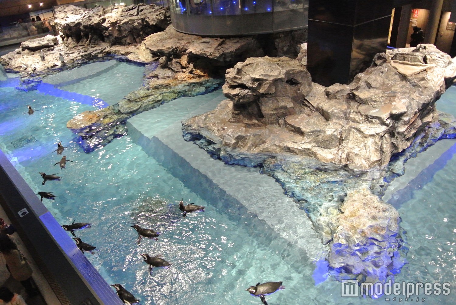 ペンギンプール（通常時）／画像提供：すみだ水族館