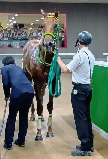 ロンドンガーズは北村友との新コンビで函館2歳Sへ フライトライン産駒世界初勝利のデミアンは放牧へ