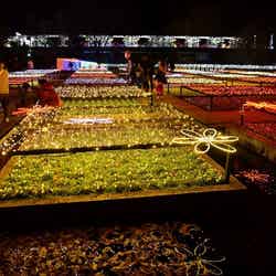 水上花壇/画像提供:鳥取県